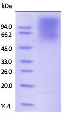 SDS-PAGE - Recombinant Human CEACAM1 protein - BSA and Azide free (AB174042), expandable thumbnail