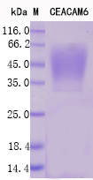 Recombinant Human CEACAM6 Protein Standard (His tag)