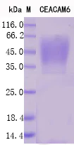 SDS-PAGE - Recombinant Human CEACAM6 Protein Standard (His tag) (AB316477)