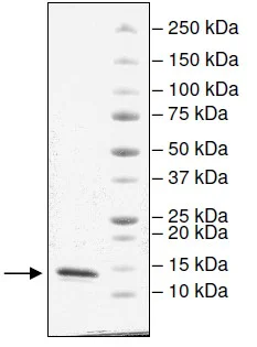 SDS-PAGE - Recombinant human CECR2 protein (Active) (His tag N-Terminus) (AB196136)