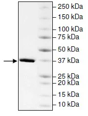 SDS-PAGE - Recombinant Human CECR2 protein (GST tag N-Terminus) (AB196137)