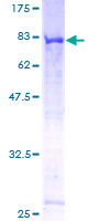 Recombinant Human CEP55 protein