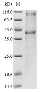 SDS-PAGE - Recombinant Human Ceramide glucosyltransferase protein (AB289765)
