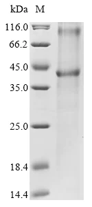 SDS-PAGE - Recombinant Human Ceramide glucosyltransferase protein (AB289765)