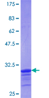 SDS-PAGE - Recombinant Human Ceramide synthase 1/LAG1 protein (GST tag N-Terminus) (AB161119)