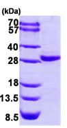 SDS-PAGE - Recombinant Human CERT protein (His tag N-Terminus) (AB95897)