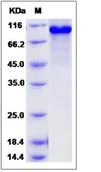 SDS-PAGE - Recombinant Human CERT protein (Tagged) (AB276618)