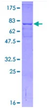 SDS-PAGE - Recombinant Human CETP protein (AB114408)