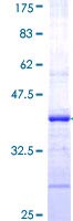 SDS-PAGE - Recombinant Human CFTR protein (GST tag N-Terminus) (AB114246)