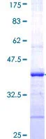 SDS-PAGE - Recombinant Human CFTR protein (GST tag N-Terminus) (AB114246)