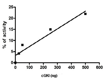 Recombinant human cGKI protein