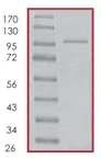 SDS-PAGE - Recombinant human cGKI protein (AB96403)