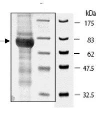 SDS-PAGE - Recombinant human cGKI protein (His tag N-Terminus) (AB80375)