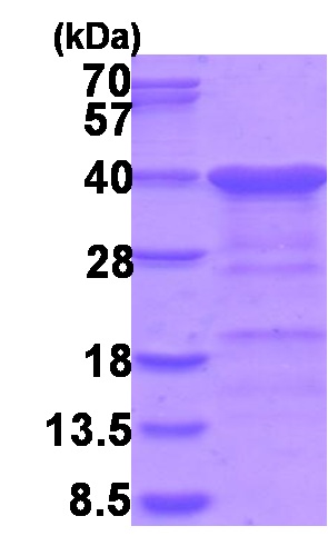 SDS-PAGE - Recombinant Human CGREF1 protein (AB202195), expandable thumbnail