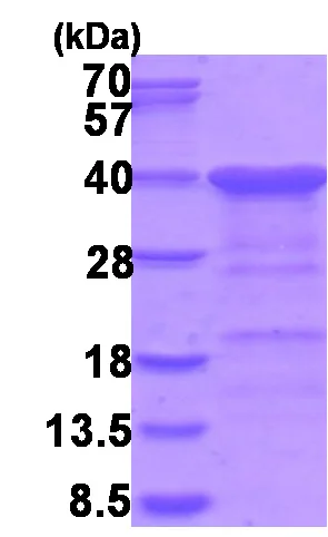 SDS-PAGE - Recombinant Human CGREF1 protein (AB202195)