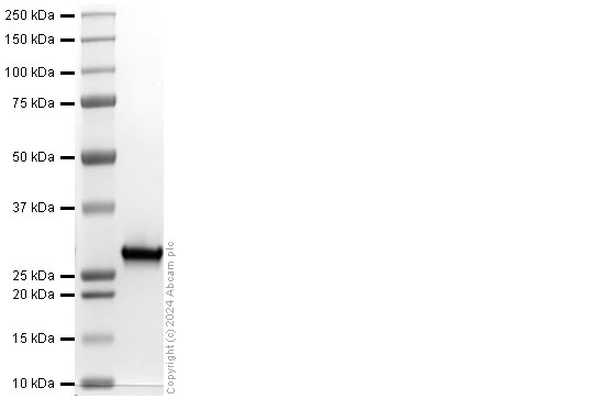 SDS-PAGE - Recombinant Human CGRP Protein (GST tag) (AB318944), expandable thumbnail