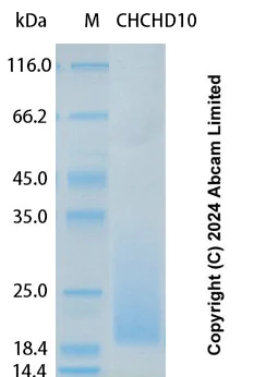 SDS-PAGE - Recombinant Human CHCHD10 Protein Standard (His tag) (AB323156)