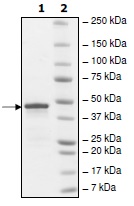 SDS-PAGE - Recombinant Human CHD2 protein (GST tag N-Terminus) (AB198642)