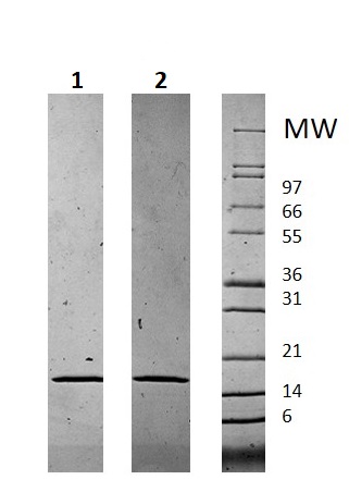 SDS-PAGE - Recombinant Human Chemerin protein (AB256228)