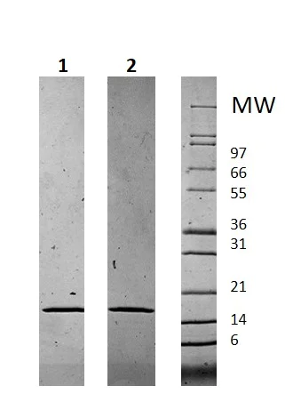SDS-PAGE - Recombinant Human Chemerin protein (AB256228)