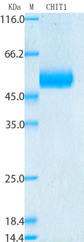 Recombinant Human CHIT1 Protein Standard (His tag)