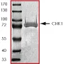 SDS-PAGE - Recombinant human Chk1 protein (AB60762)