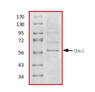 SDS-PAGE - Recombinant human Chk1 protein (AB69918), expandable thumbnail