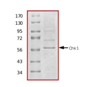 SDS-PAGE - Recombinant human Chk1 protein (AB69918)