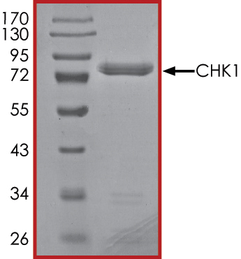 SDS-PAGE - Recombinant human Chk1 protein (AB69918), expandable thumbnail