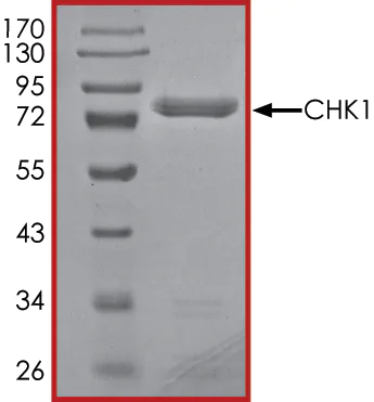 SDS-PAGE - Recombinant human Chk1 protein (AB69918)