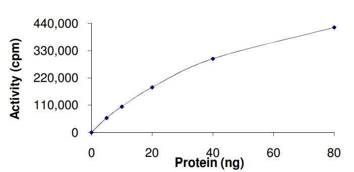 Functional Studies - Recombinant human Chk2 protein (Active) (AB268404)