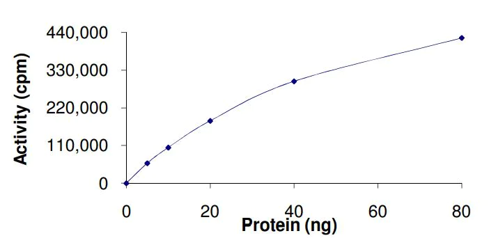 Functional Studies - Recombinant human Chk2 protein (Active) (AB268404)