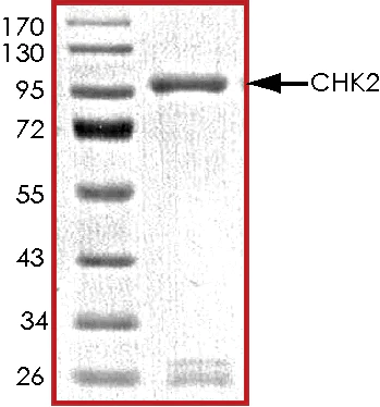 SDS-PAGE - Recombinant human Chk2 protein (Active) (AB268404)