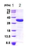 SDS-PAGE - Recombinant Human CHMP2A/BC2 protein (AB87754)