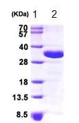 SDS-PAGE - Recombinant Human CHMP2A/BC2 protein (His tag N-Terminus) (AB87754)