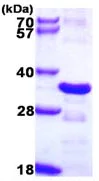 SDS-PAGE - Recombinant Human CHMP2B protein (AB109959)