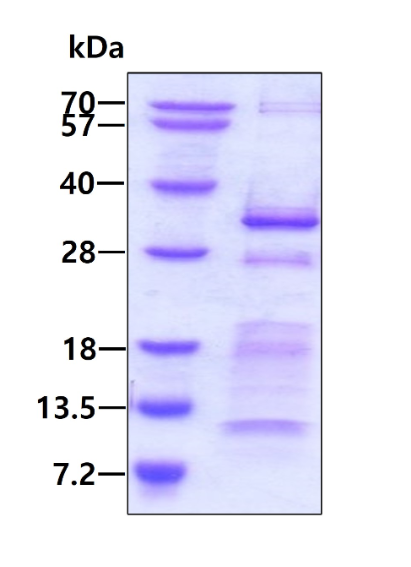 SDS-PAGE - Recombinant Human CHMP5 protein (AB134604), expandable thumbnail