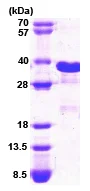 SDS-PAGE - Recombinant Human CHOP protein (His tag N-Terminus) (AB74521)
