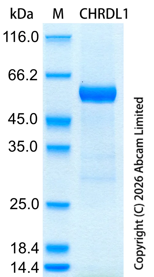 SDS-PAGE - Recombinant Human CHRDL1 Protein Standard (AB326348)
