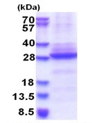 SDS-PAGE - Recombinant Human CHRNA6 protein (denatured) (AB177721)