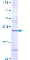 SDS-PAGE - Recombinant Human CHRNB4 protein (GST tag N-Terminus) (AB158120)