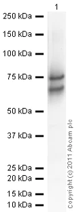 Western blot - Recombinant Human Chromogranin A protein (His tag N-Terminus) (AB85486)