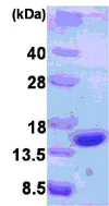 SDS-PAGE - Recombinant Human Chromogranin A protein (Tag Free) (AB85339)