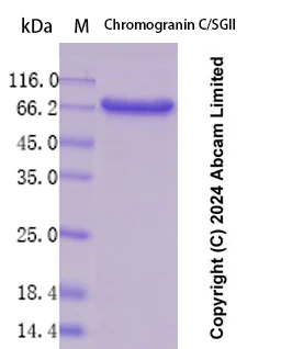 SDS-PAGE - Recombinant Human Chromogranin C/SGII Protein Standard (AB323147)