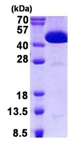 SDS-PAGE - Recombinant Human CIAO1 protein (AB140542)