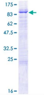 SDS-PAGE - Recombinant Human cIAP1 protein (GST tag N-Terminus) (AB114410)
