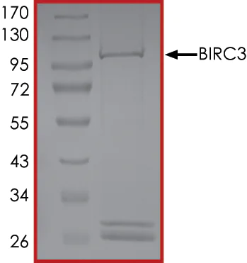 SDS-PAGE - Recombinant human cIAP2 protein (Active) (AB268366)