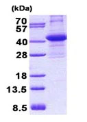SDS-PAGE - Recombinant Human CIAPIN1 protein (denatured) (His tag N-Terminus) (AB139783)