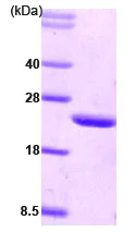 SDS-PAGE - Recombinant Human CIB1/KIP protein (AB78759)