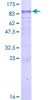 SDS-PAGE - Recombinant Human CIKS/ACT1 protein (GST tag N-Terminus) (AB161141)